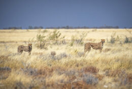 Namibia_August (9/135)
